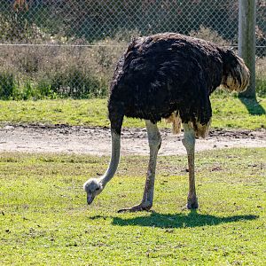 Ostrich