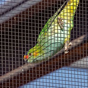 Purple-crowned Lorikeet