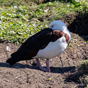 Radjah Shelduck