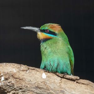 Rainbow Bee-eater