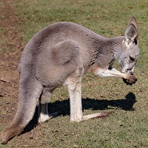 Red Kangaroo female