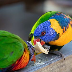 Red-collared Lorikeet