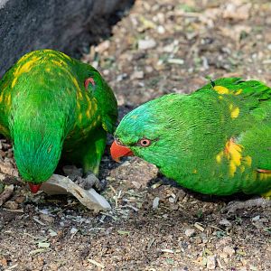 Scaly-breasted Lorikeet