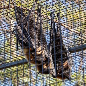 Spectacled Fruit Bats