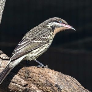 Spiny-cheeked Honeyeater
