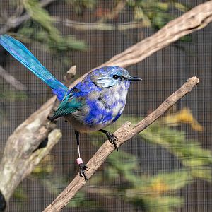 Splendid Fairy Wren (male)