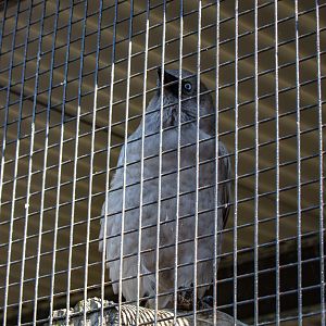 Torresian Crow (silver mutation)