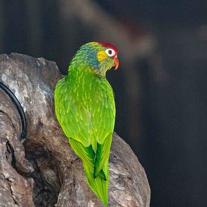 Varied Lorikeet