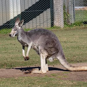 Wallaroo