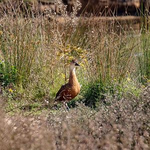 Wandering Whistling-duck
