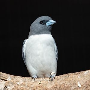 White-breasted Woodswallow