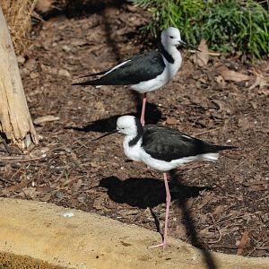 White-headed Stilt