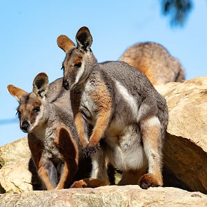 Yellow-footed Rock-wallaby