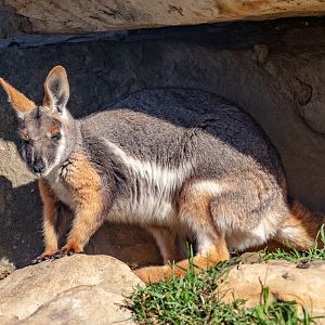 Yellow-footed Rock-wallaby
