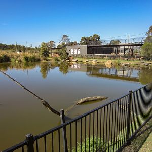 Alligator enclosure and pond