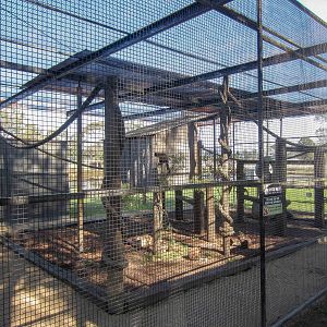 Capuchin cage