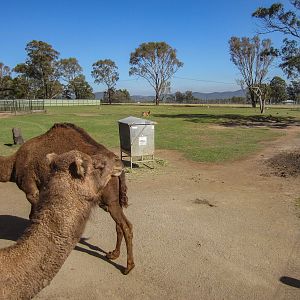 Dromedary, Ostrich, Blackbuck, Barbary Sheep enclosure