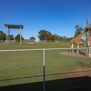 Giraffe exhibit
