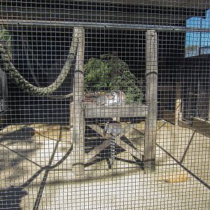 Lemur cage