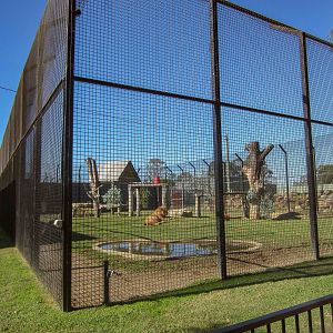 Lion Enclosure