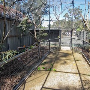 Lorikeet Walkthrough aviary
