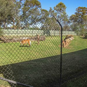 Maned Wolf Enclosure