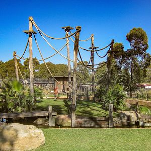 Spider Monkey island