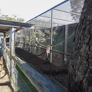 Squirrel Monkey cage