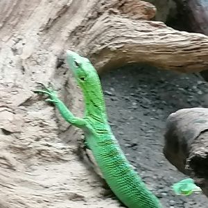 Emerald Tree monitor