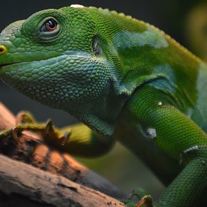 Brachylophus fasciatus