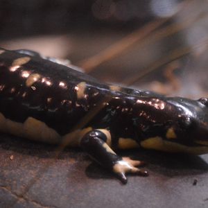 Ambystoma californiense