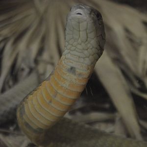 Ophiophagus hannah