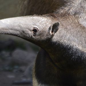 Myrmecophaga tridactyla