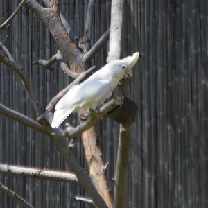 Cacatua sp. (Corella ID)