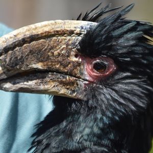 Bycanistes bucinator