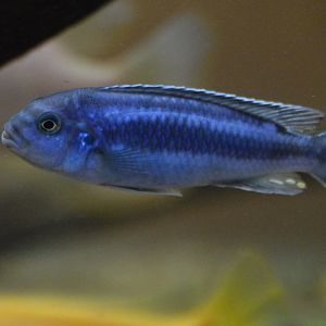 African Cichlid Species ID