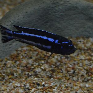 African Cichlid Species ID (Pseudotropheus demasoni?)