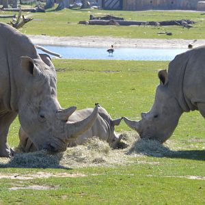 Ceratotherium simum simum crash (Kayla, Bomani and Hazina)