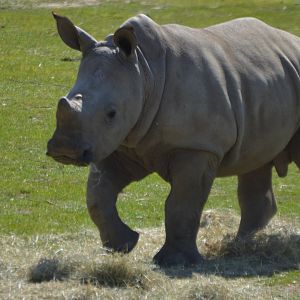 Ceratotherium simum simum (Bomani)