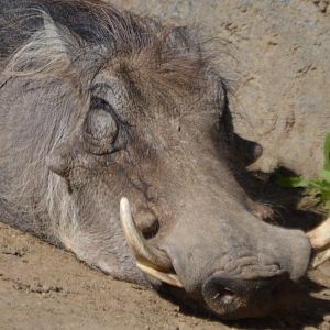 Phacochoerus africanus