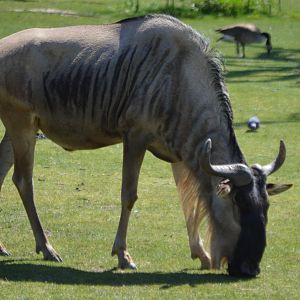 Connochaetes taurinus albojubatus