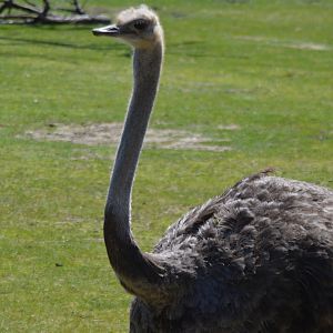 Struthio camelus australis