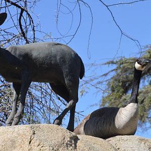 Totally normal Oreotragus oreotragus statues