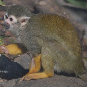 Saimiri sciureus sciureus