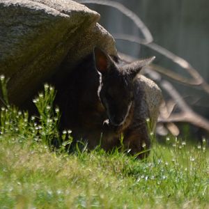 Notamacropus eugenii