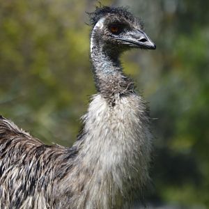 Dromaius novaehollandiae novaehollandiae