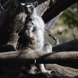 Lemur catta