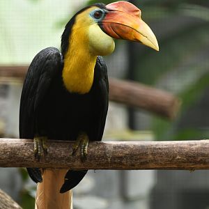 Sunda wrinkled hornbill (Rhabdotorrhinus corrugatus)