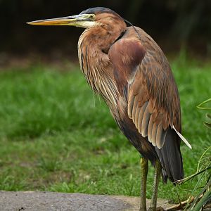 Purple Heron (Ardea purpurea)