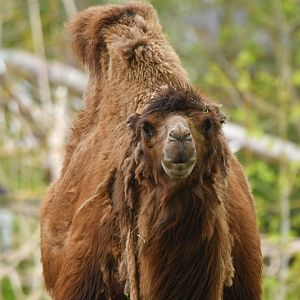 bactrian camel (Camelus bactriannus)